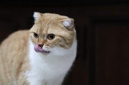 Is Miralax Safe for Cats