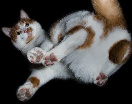 Main Causes of Fluid Leaking from a Cat's Anus