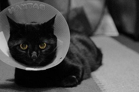 Other Reasons for a Cat Spay Incision Lump