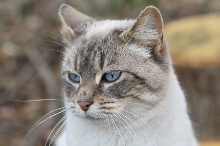 Outer Ear Infections in Cats