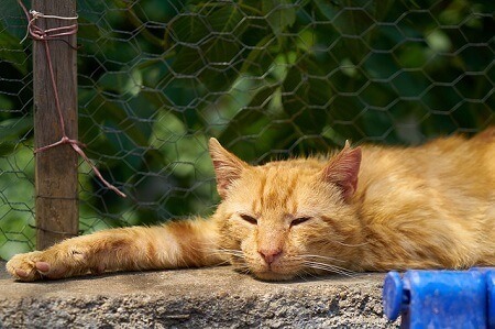 Signs That Your Cat Is Constipated