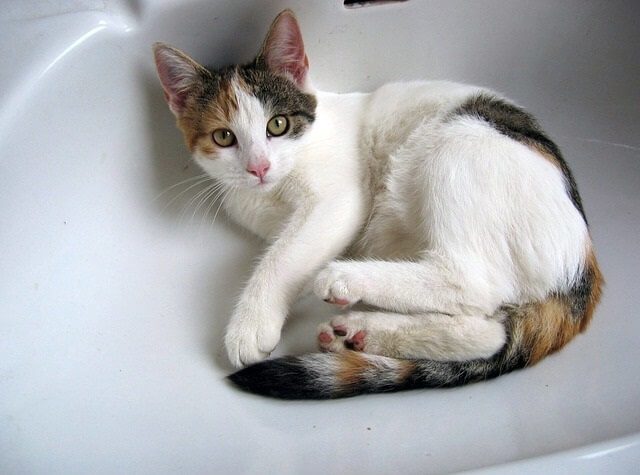 Sinks Are the Perfect Shape for Sleeping In