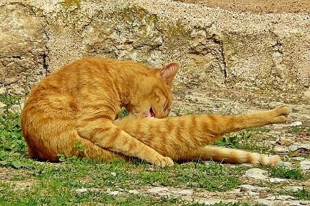 Symptoms of Anal Sac Disorders in Cats