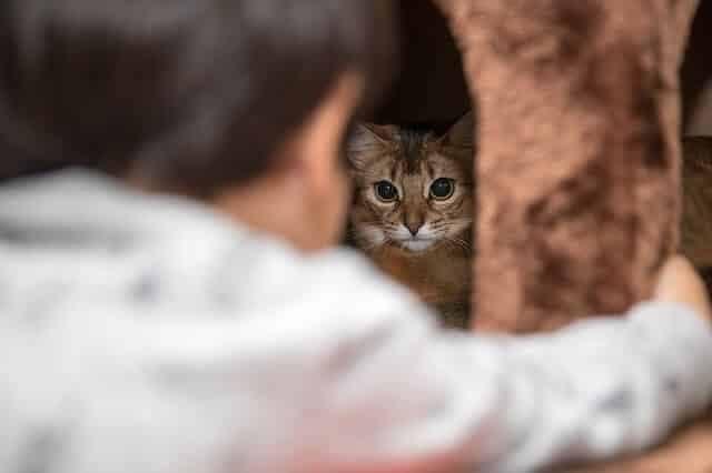 They Are Scared and Hiding from Something or Someone