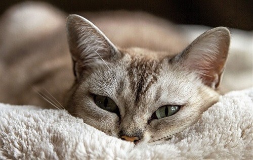 Ways to Stop Your Cat from Watching You While You Shower