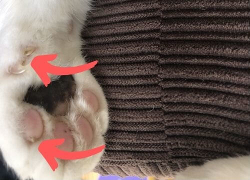 What Causes Horned Paws On Cats