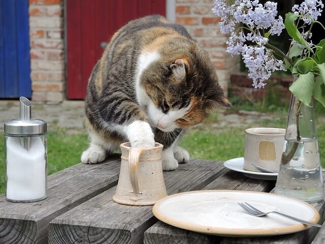 What Happens If a Cat Consumes Whipped Cream (And Other Foods with Lactose)