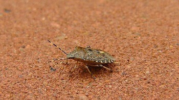 Why Are They Called 'Stink' Bugs