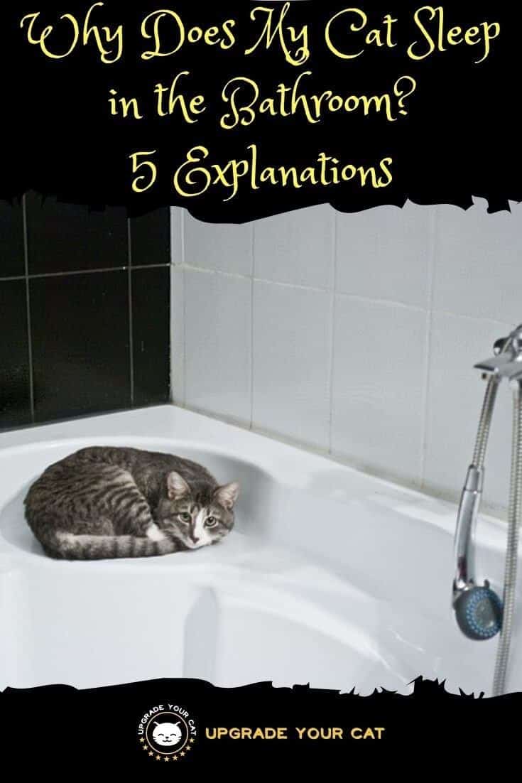 Why Does My Cat Sleep in the Bathroom