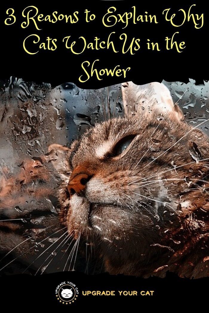 Why Does My Cat Watch Me Shower