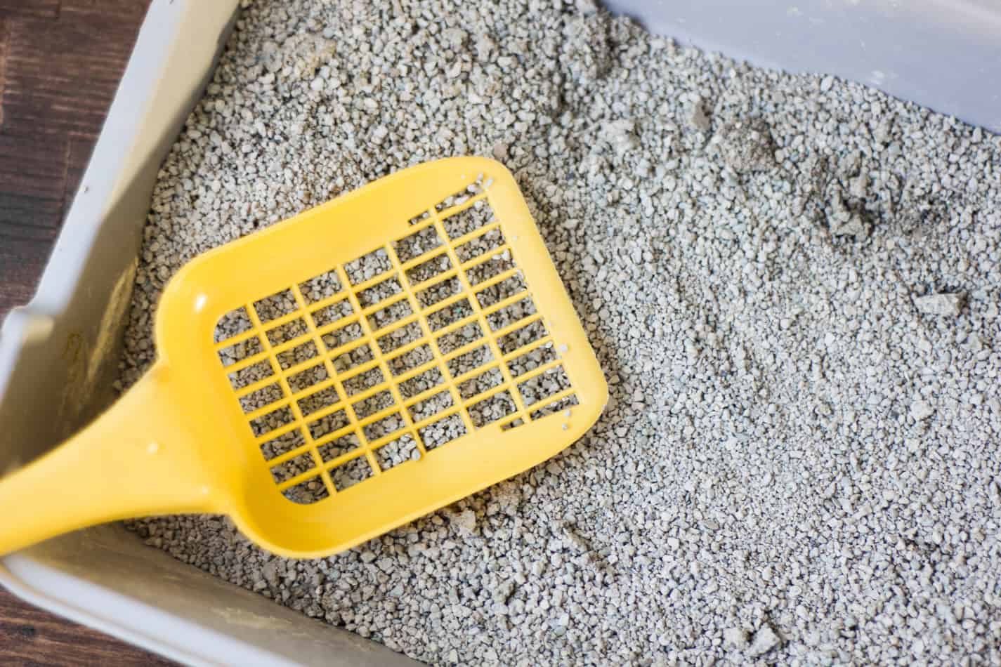are roaches attracted to cat litter