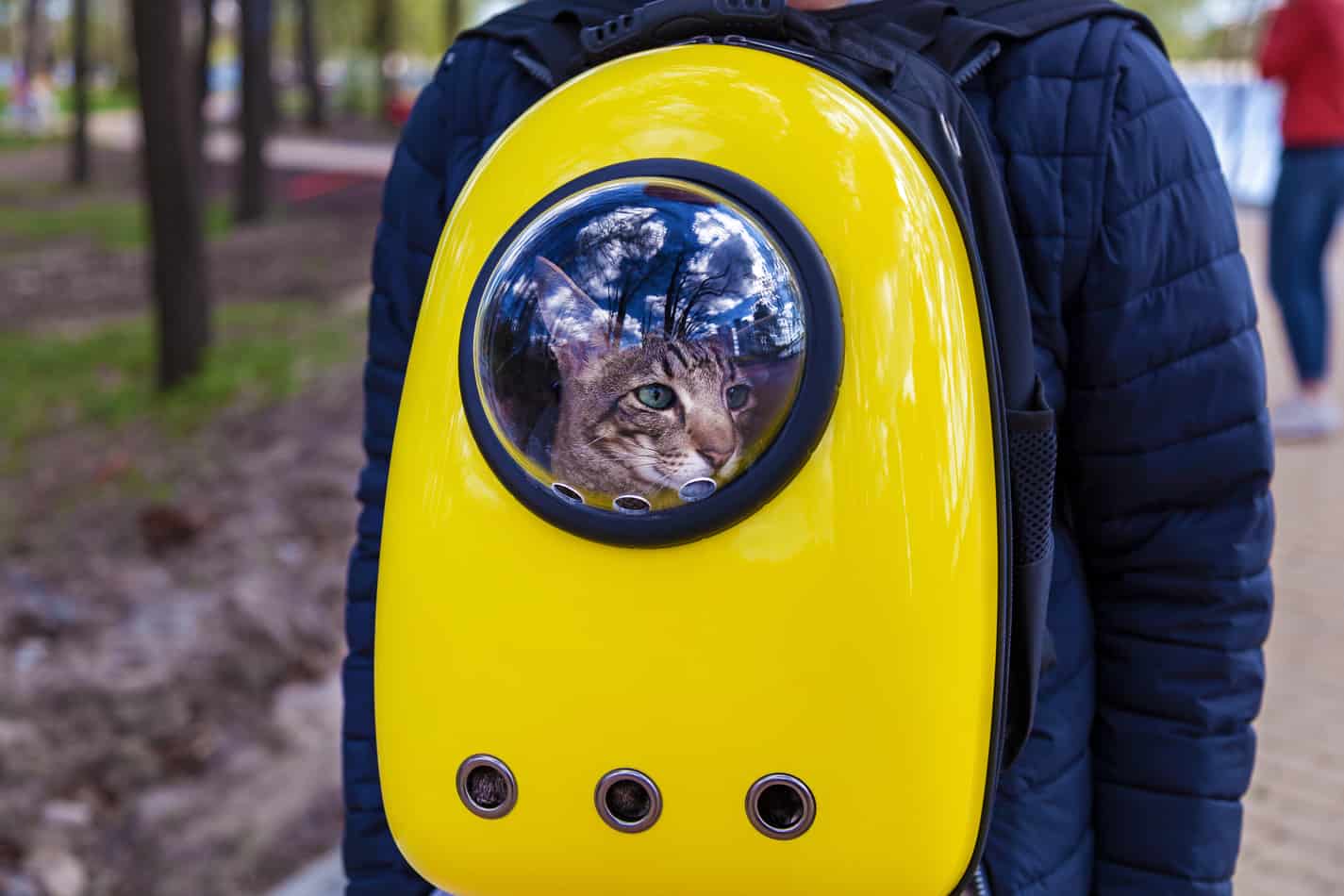 best cat carrier backpacks
