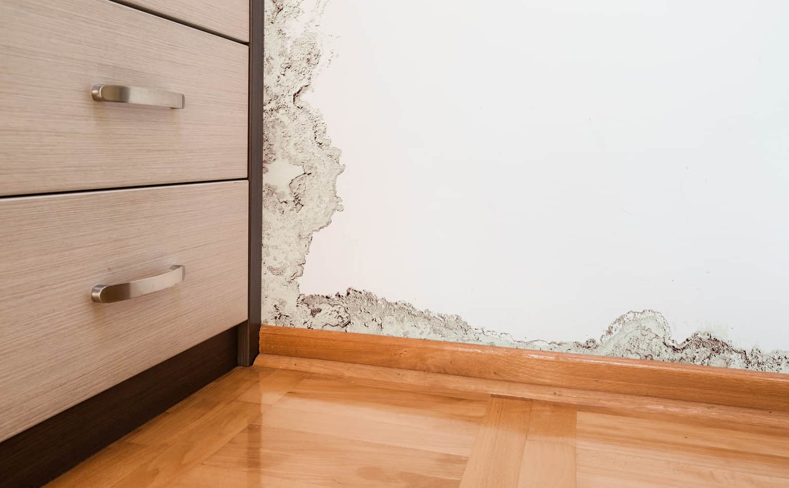can cat pee cause mold