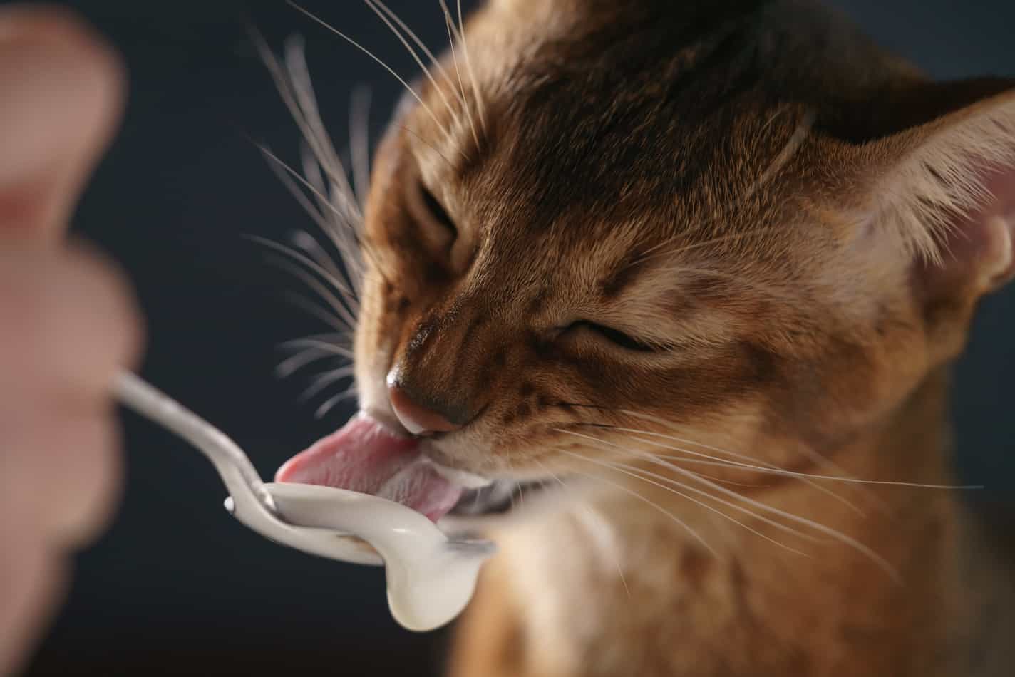 can cats eat sour cream