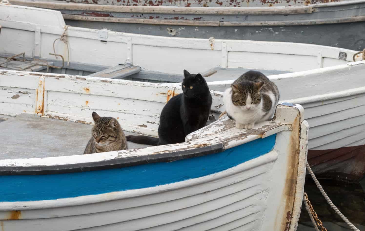 do cats like boats