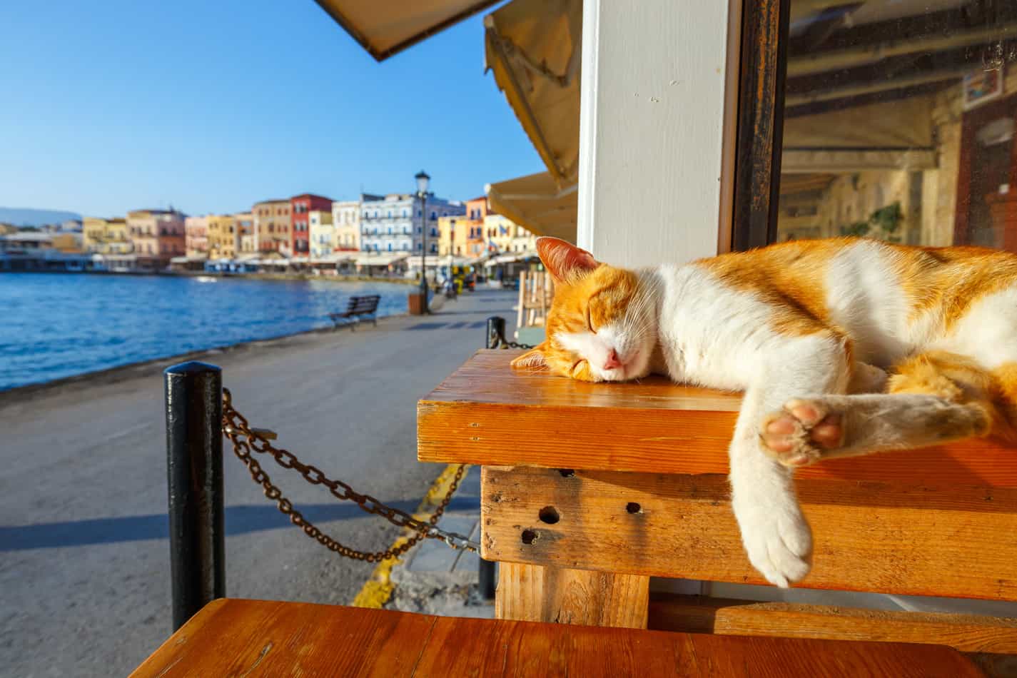fun places to take your cat