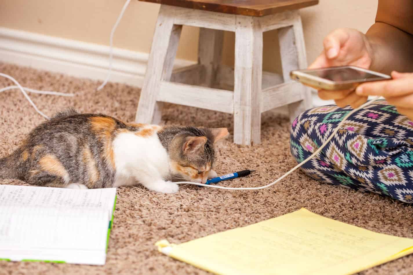 how to cat proof wires