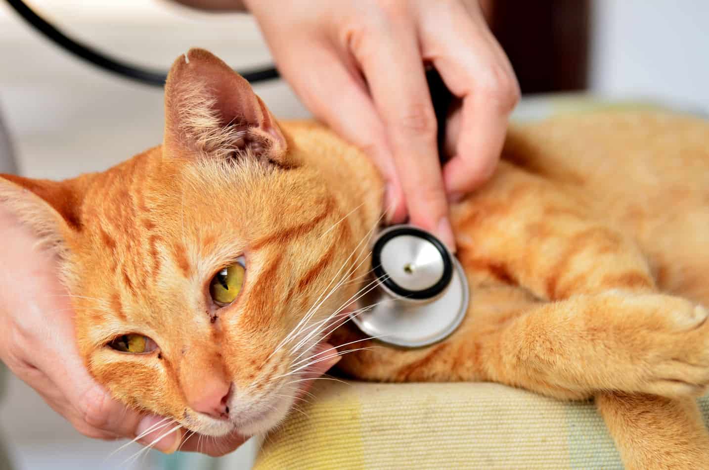 how to check your cat for a fever without a thermometer