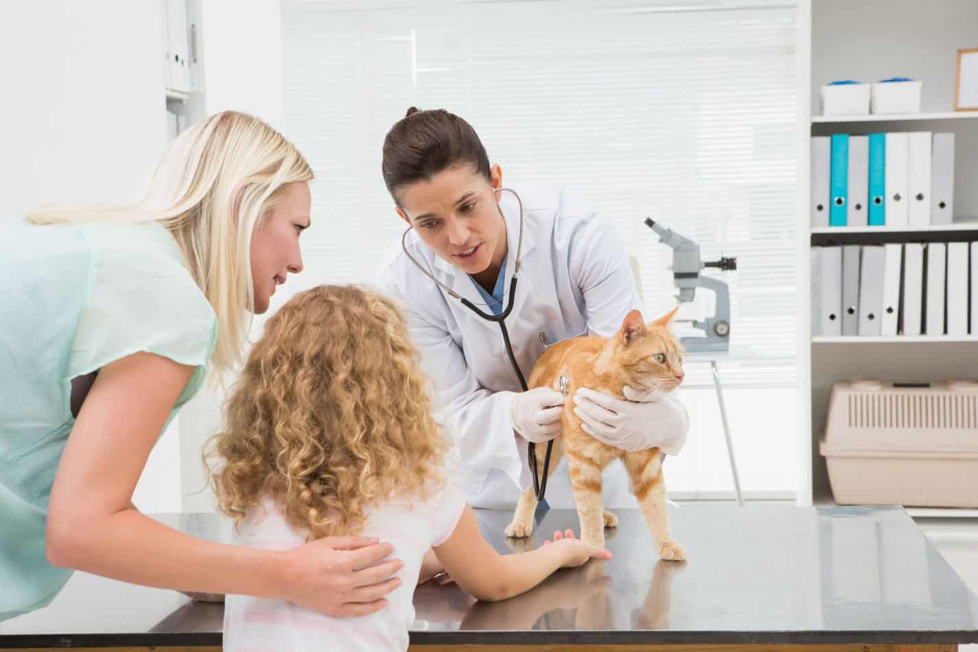 how to get a scared cat to the vet