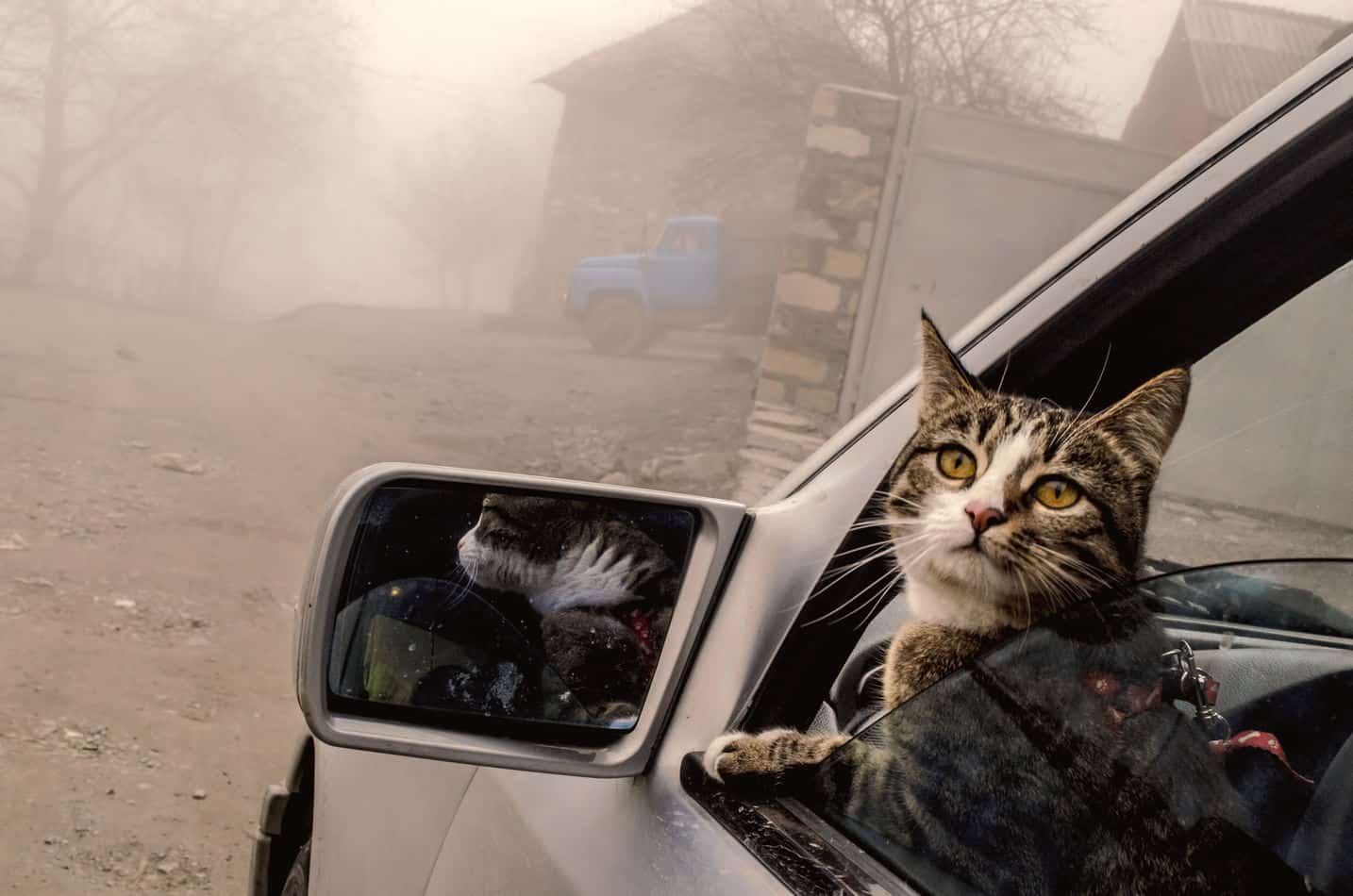 how to keep a cat cool in a car