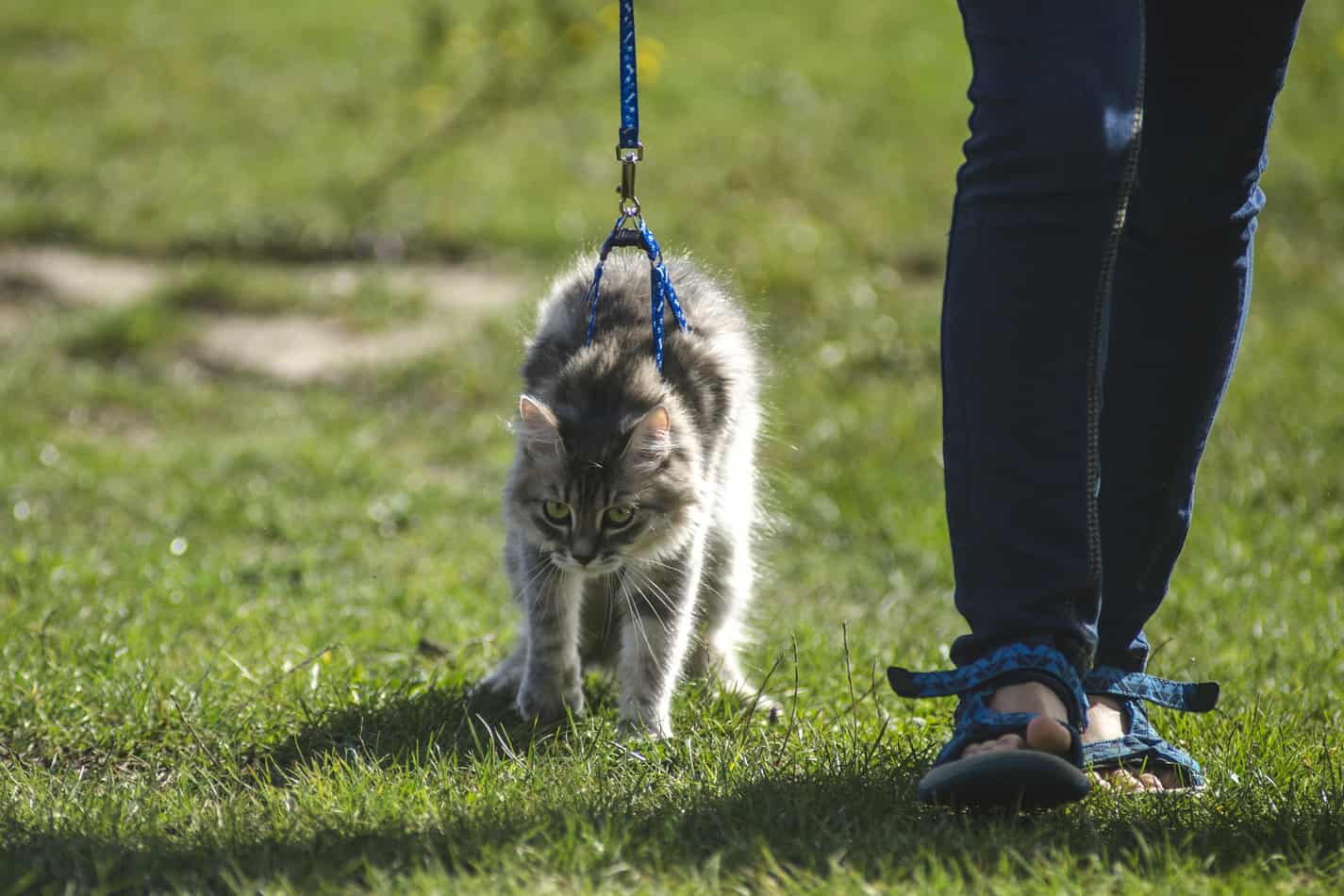 how to train a cat to walk on a leash