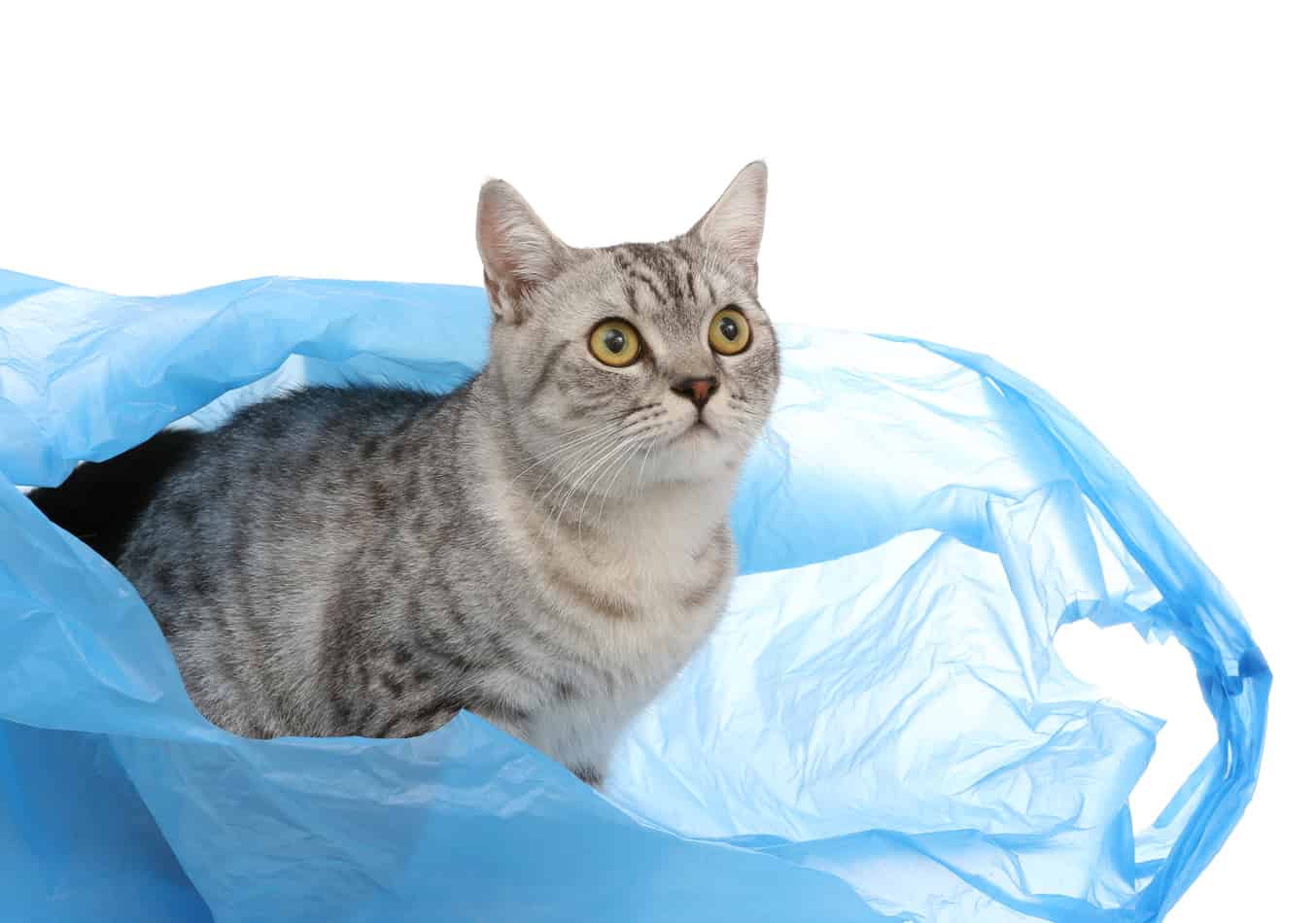 is it bad for cats to lick plastic bags