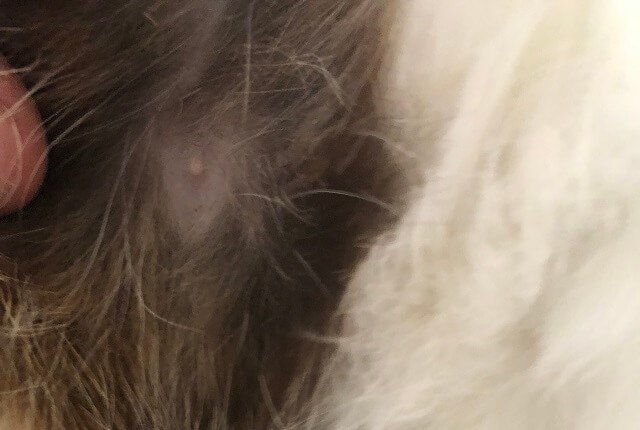 picture of a male cat nipple