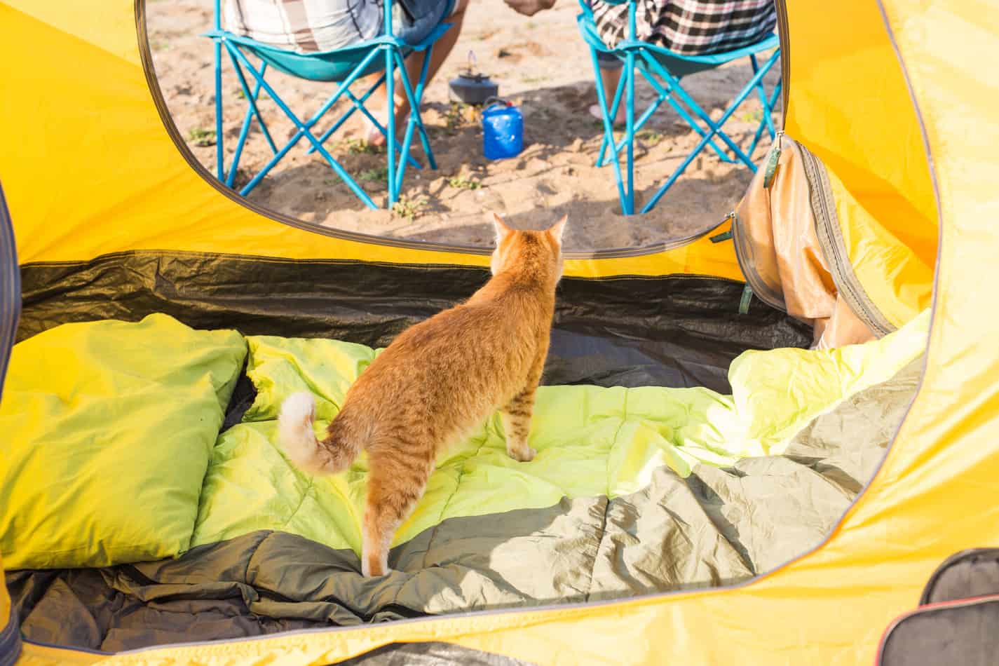 taking cats camping