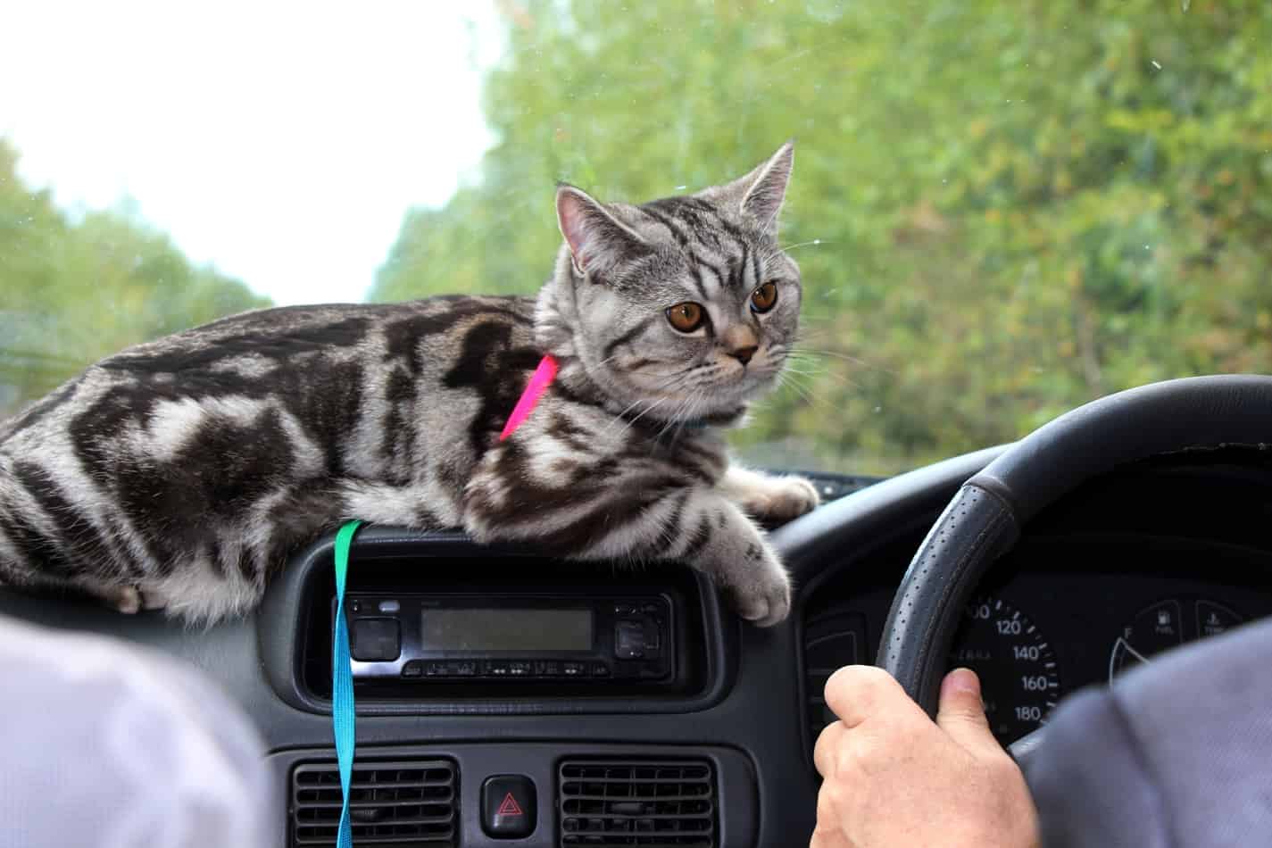 traveling with a cat in a car long distances