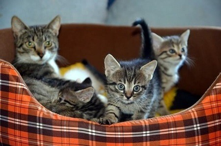 Can Newborn Kittens Hear