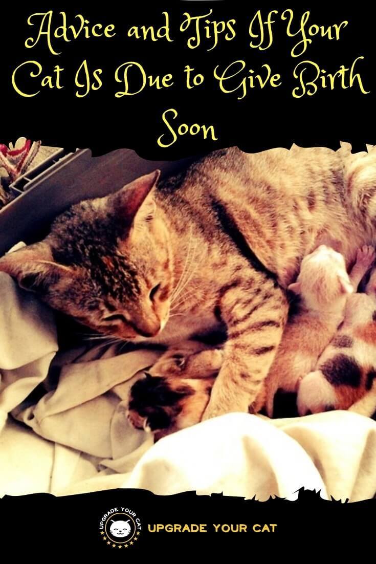 Cat Giving Birth for the First Time