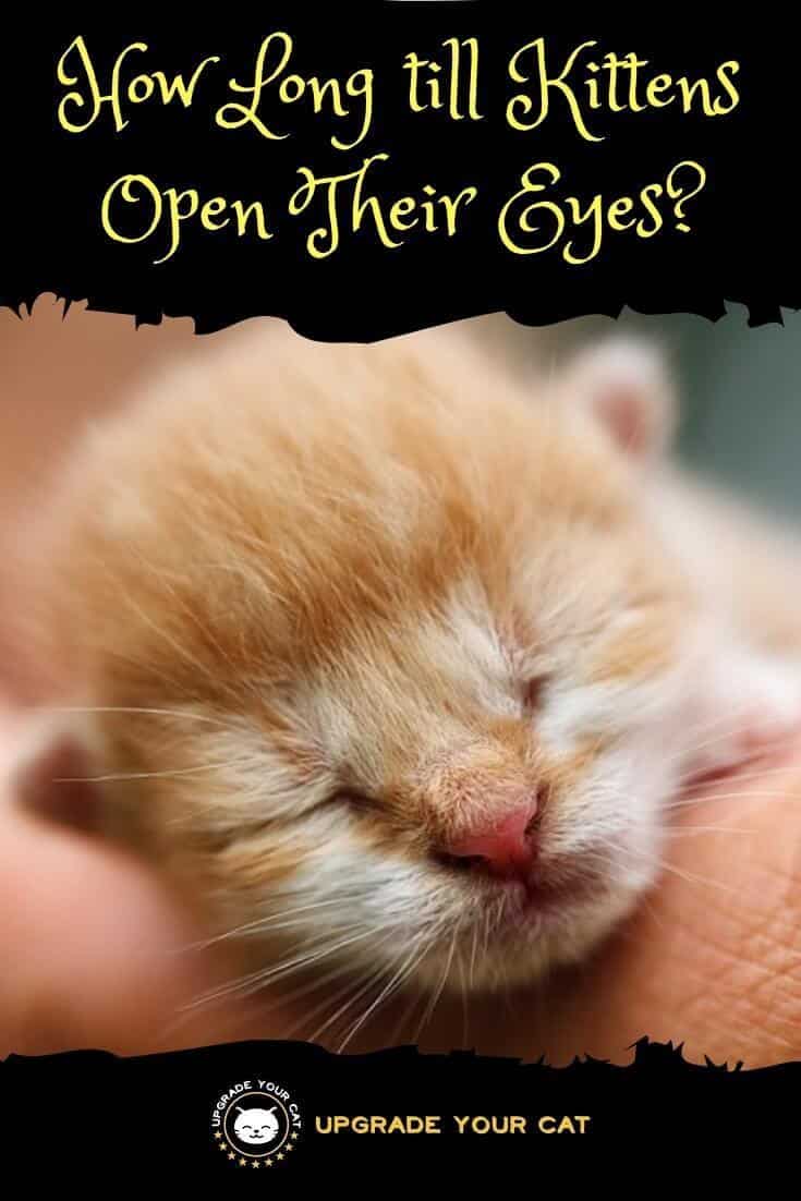 How Long till Kittens Open Their Eyes