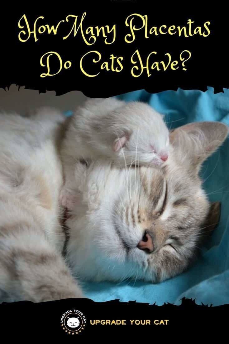 How Many Placentas Do Cats Have