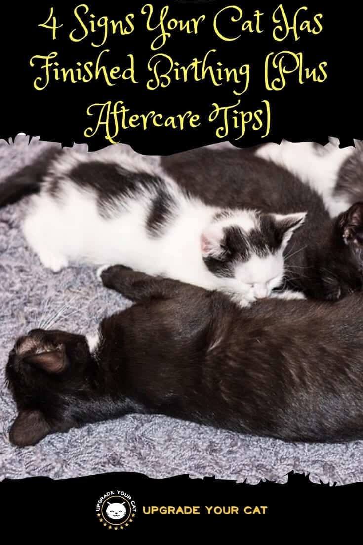 How to Tell When a Cat Is Done Giving Birth