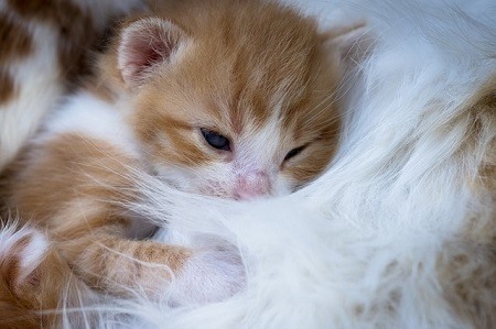 Is It Normal for Kittens to Open One Eye at Once