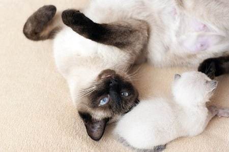 Kitten Development Timeline from Birth to 8 Weeks Old