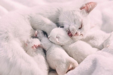 Potential Problems Cats Face During Labor