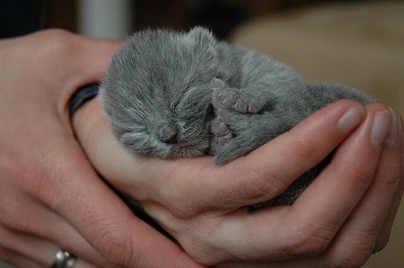 What Happens If You Force a Kitten Eyes Open