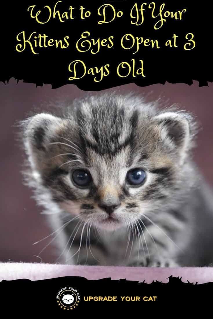 What to Do If Your Kittens Eyes Open at 3 Days Old