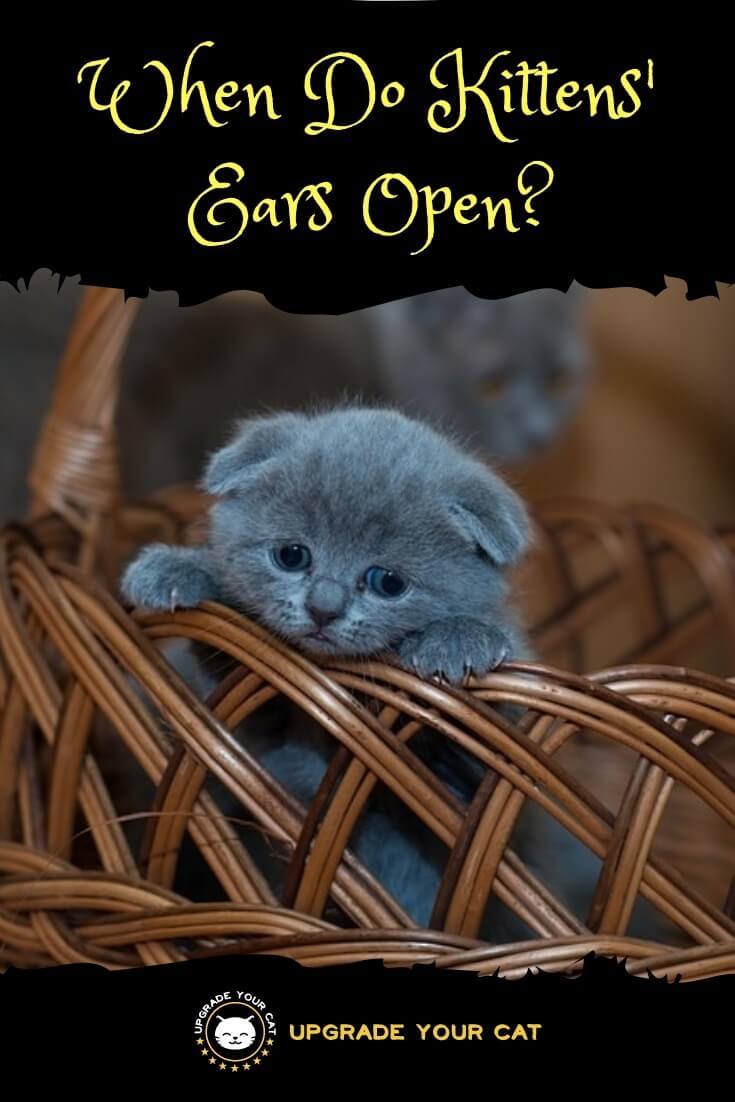 When Do Kittens Ears Open