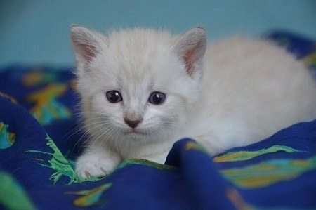 Why Are Kitten's Eyes Blue When They First Open Them