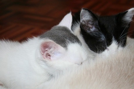 Why Do Cats Eat the Placenta After Giving Birth
