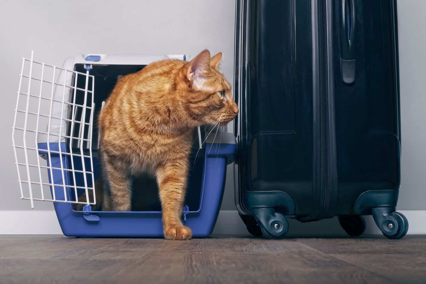 what size pet carrier is good for a cat