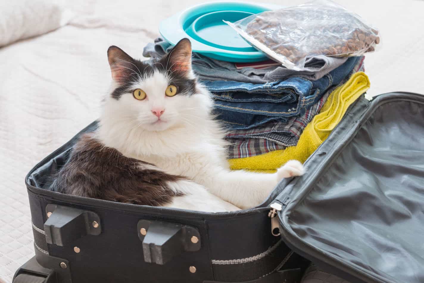 best cat carriers for long distance travel