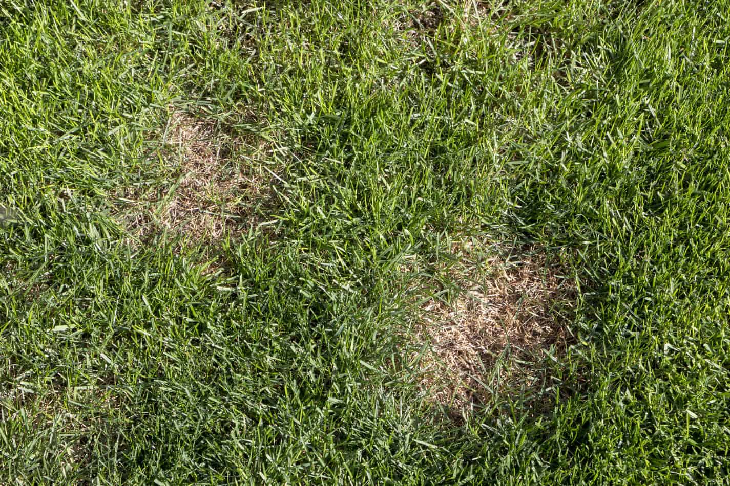 does cat urine kill grass