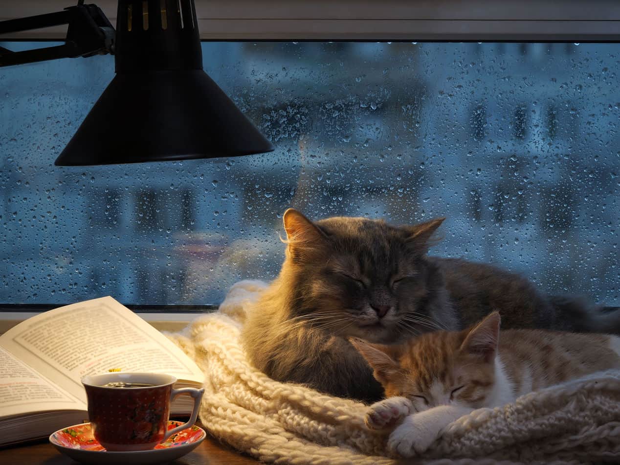 should i leave a light on for my kitten at night
