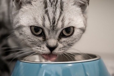 10-Week Old Kitten Care Tips