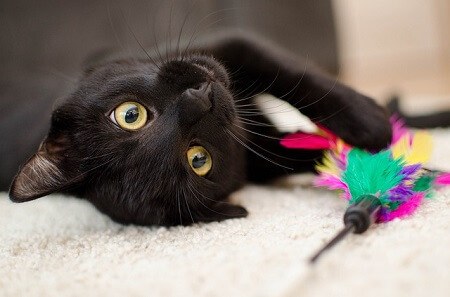 Black Cats Need Homes Too