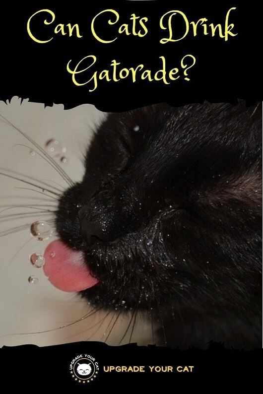 Can Cats Drink Gatorade