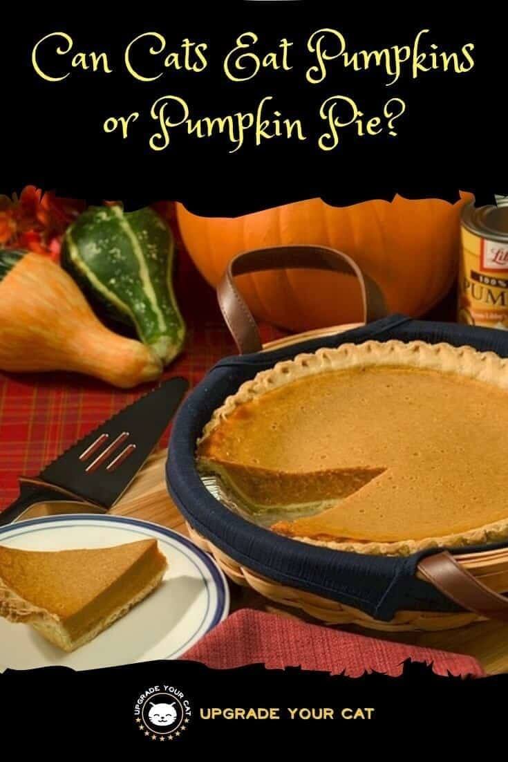 Can Cats Eat Pumpkin Pie